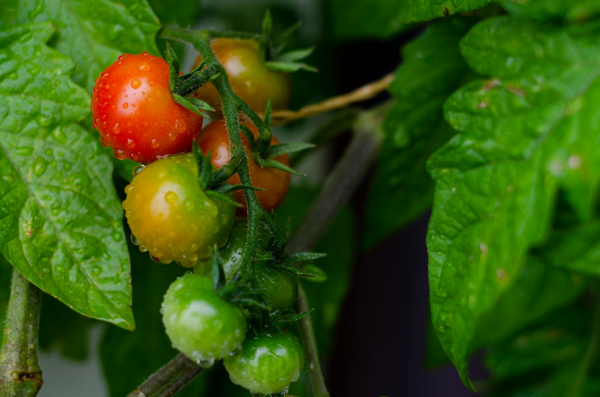 Top Legume U Or De Cultivat N Orice Condi Ii Libertatea Pentru Femei