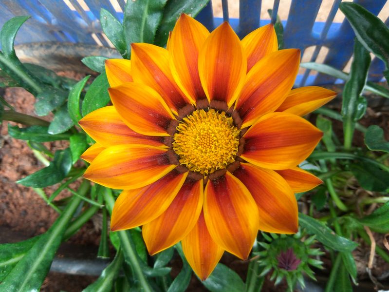 Gazania O Floare Delicată Ca O Margaretă